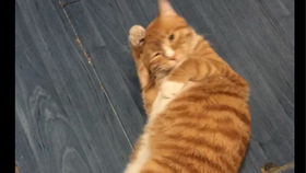 几个月做绝育 8569138dff192e74b3b396e67c8ff6e68a4bd600.jpg@280w_158h_1c_100q.jpg