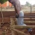 No excuses - African Bodybuilders - Muscle Madness