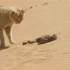 无敌猫爪，非洲沙漠野猫杀死沙漠蝰蛇。