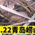 8.22青岛崂山，松板很少（红汁乳菇），采到一些柳树蘑