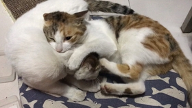 猫咪怎么叫喵喵喵喵 857ce82d797b98e19c7b0ad340f58114f4928d63.jpg@280w_158h_1c_100q.jpg