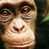 黑猩猩 Chimpanzee (2012)