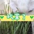 猫咪爱吃草