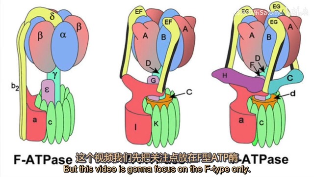 ATP合成酶作用机理