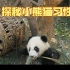 探秘熊猫习性，了解这些萌物的生活习惯！