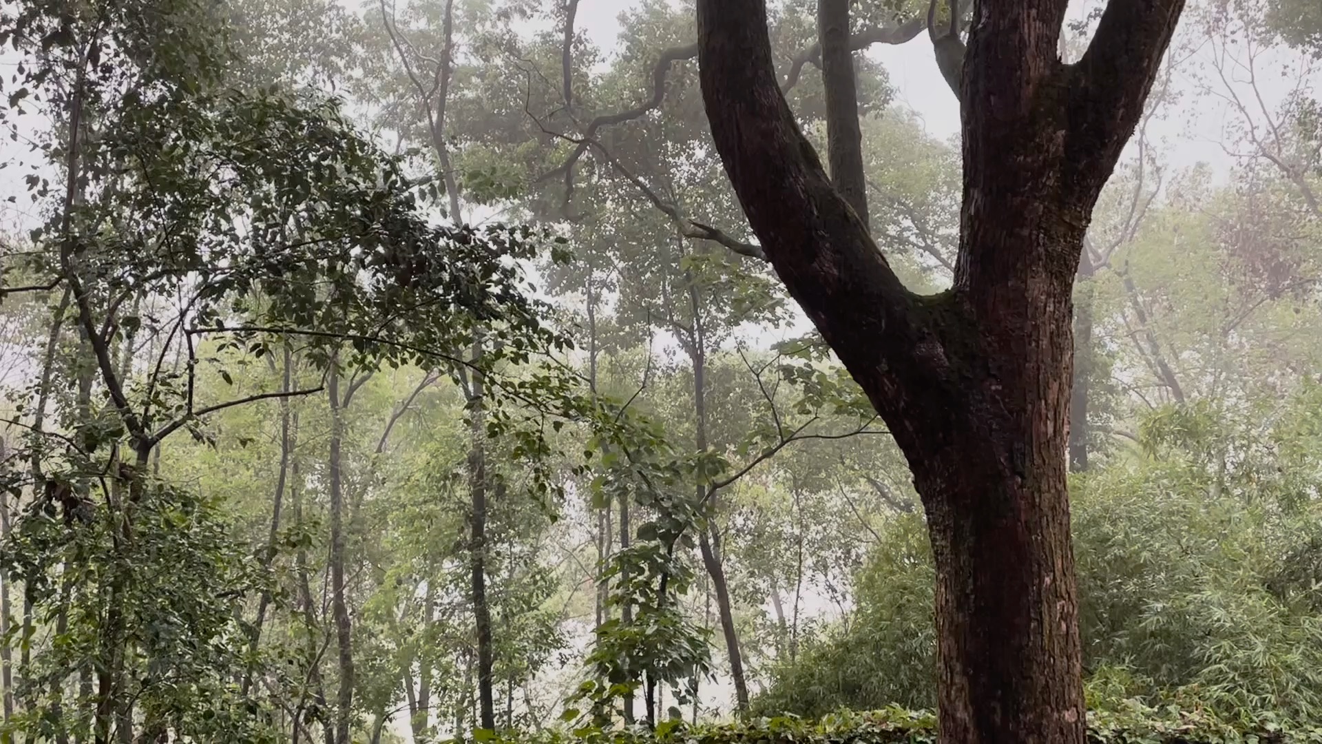 林中雨淅淅沥沥