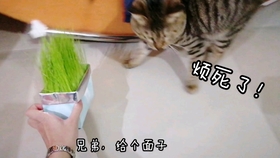 85a9efe1970e9b7a64b9fad87715d9e2c24ebbc8.jpg@280w_158h_1c_100q.jpg