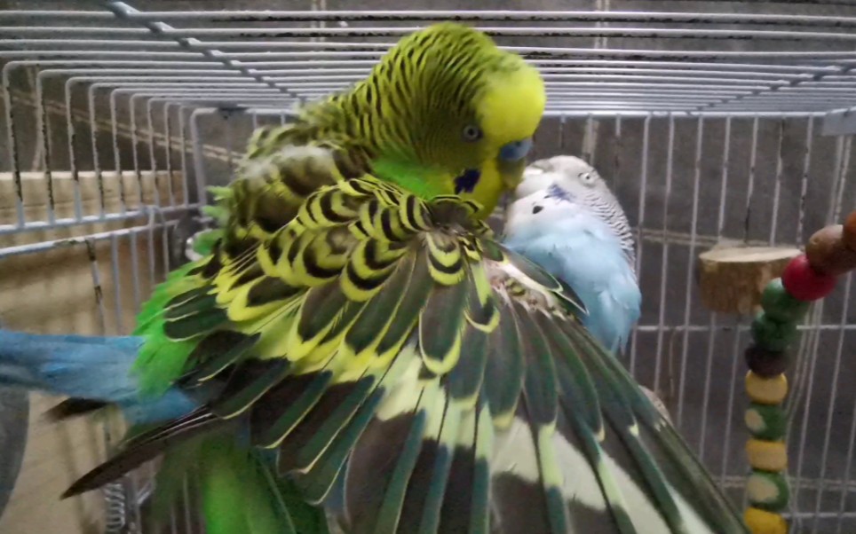 春天到了，又到了动物繁殖的季节