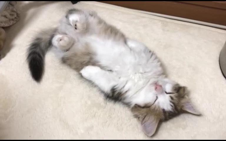 【萌宠合集】可爱的短腿小猫躺着睡觉 像个猫咪玩具一