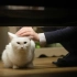 韩国小众恐怖片《猫：看见死亡的双眼》，自从女子收养了一只灵异白猫，厄运接连不断