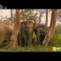 【纪录片】寰宇地理 狂野印度：象之国度