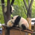 《遇见你的熊猫》第22期 你是如何学会分享的？