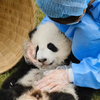 养一只熊猫宝宝是什么体验