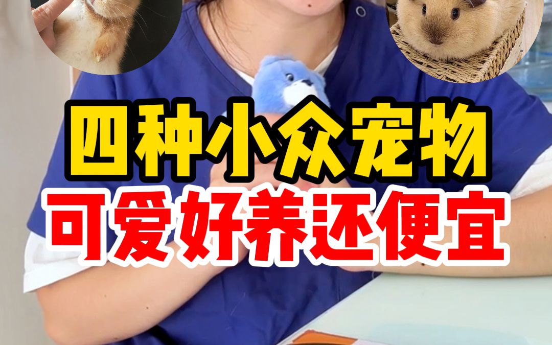 四种可爱好养的小众宠物!对大学来说刚刚好哔哩哔哩bilibili