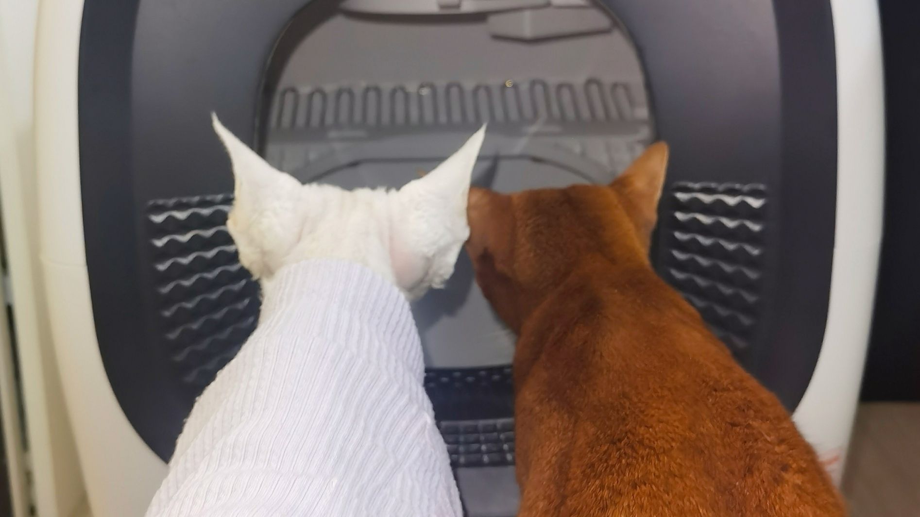 给他俩换了个高级猫砂盆