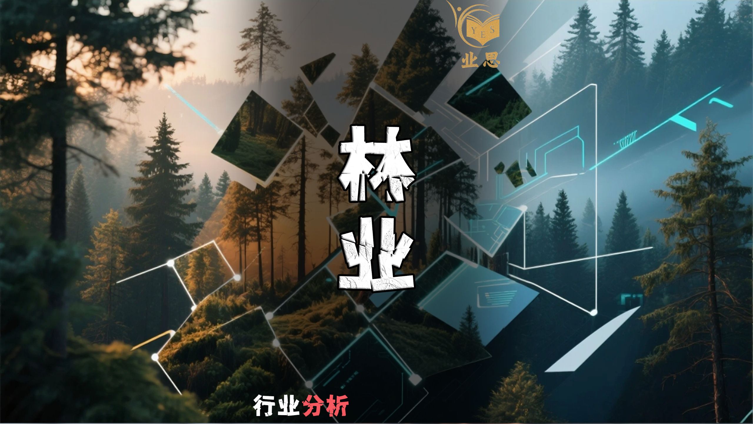 两年半时间分析全社会行业第二集：林业