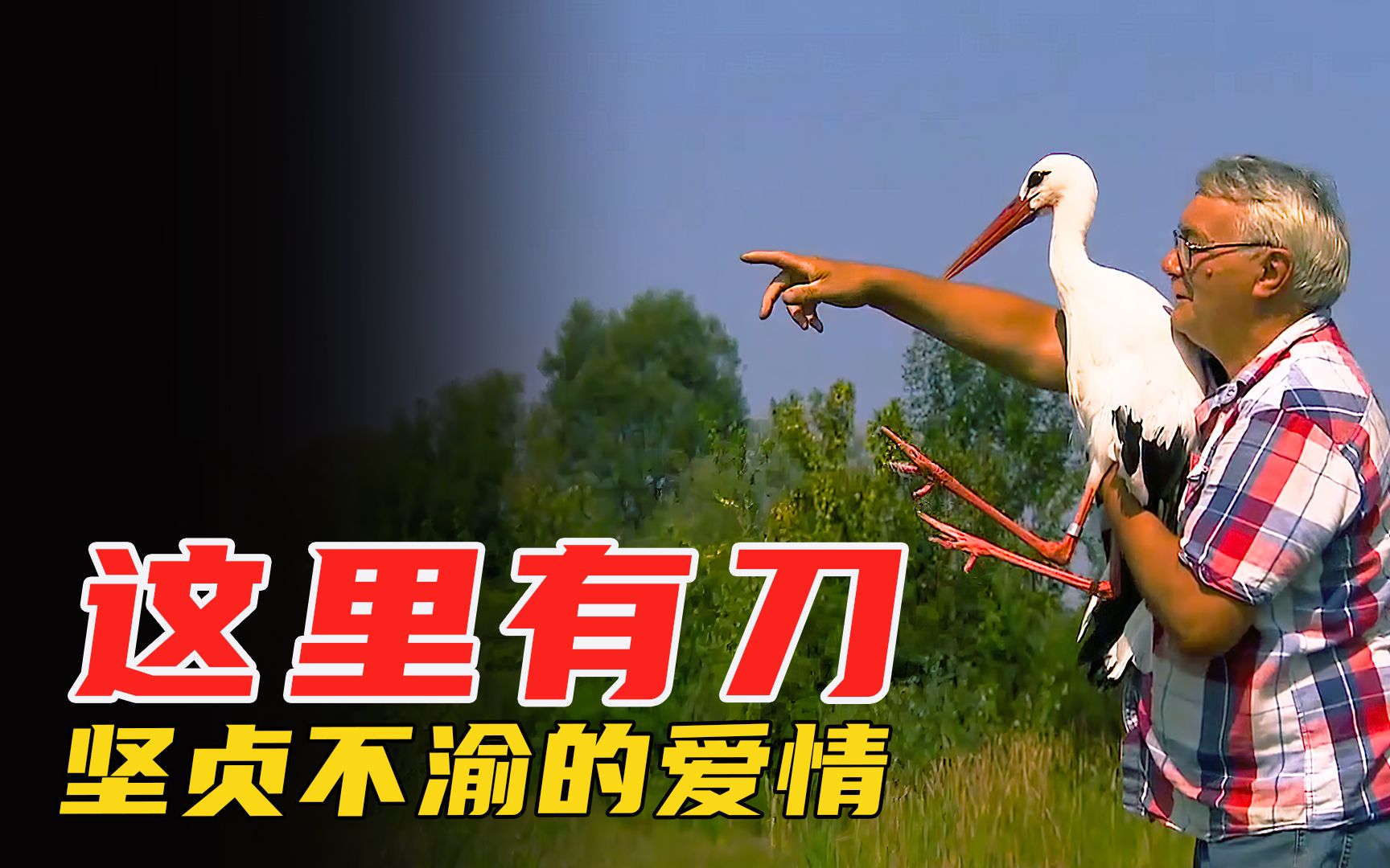 两只白鹳上演“至死不渝的爱情”，感动全世界的人