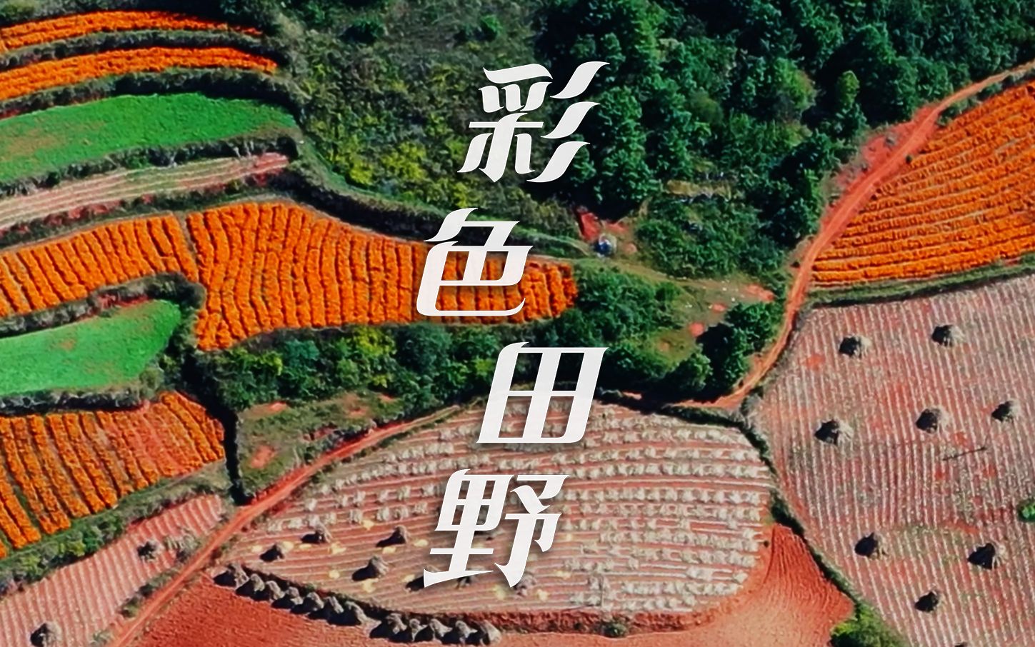 彩色田野｜红壤为底，作物执笔
