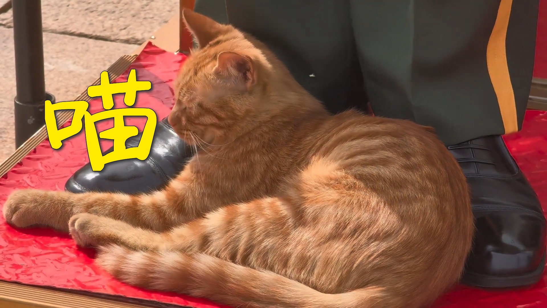 原来，小猫是这样认识武警哥哥的～