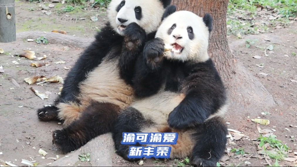 大熊猫渝可渝爱｜可爱为了吃到新丰荣上的食物太拼了，都站得笔直笔直的！