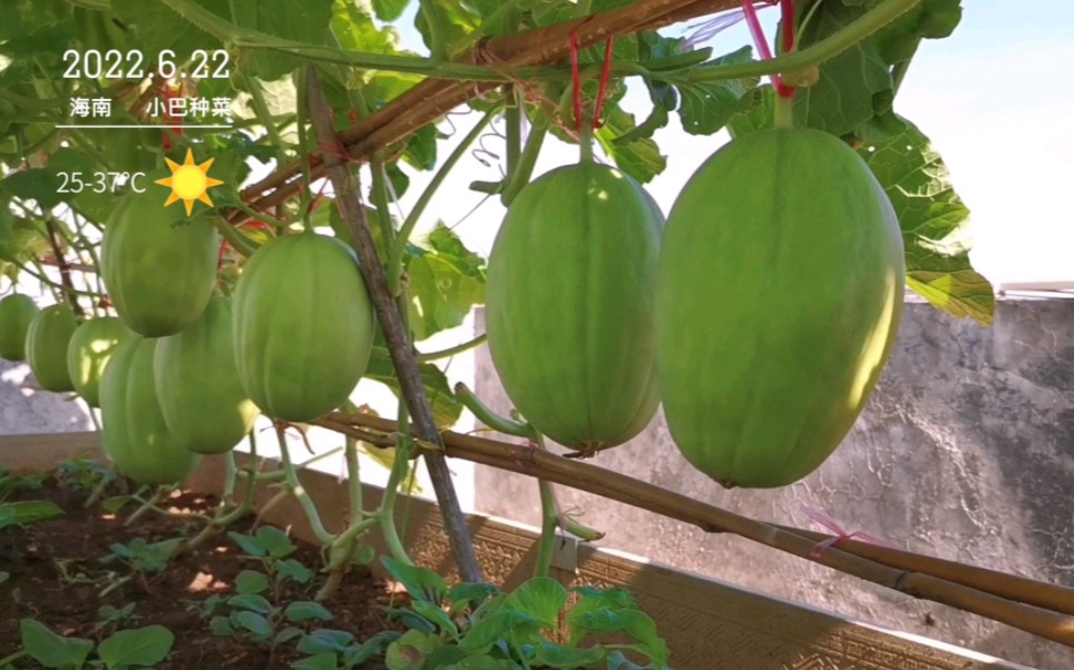 同样是楼顶种甜瓜，为什么我家种38天就结几十个瓜？简直太疯狂了
