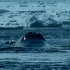 想知道地球上最胖的动物是谁吗？这是弓头鲸在北极海域的生存保障！
