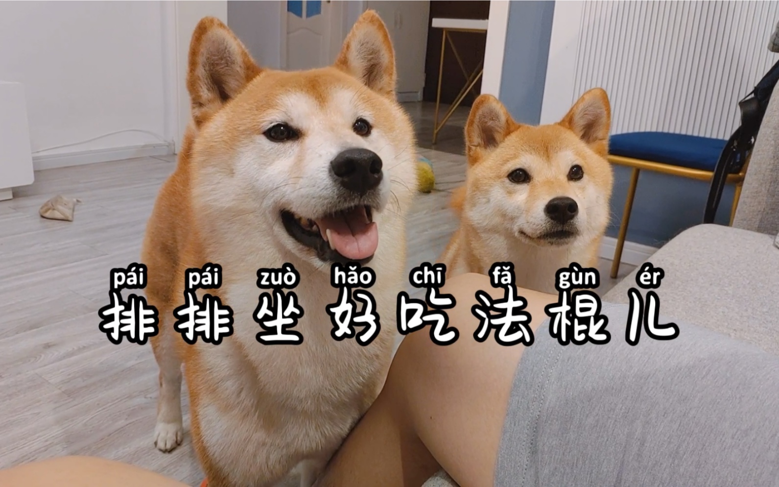 柴柴父女俩第一次吃法棍儿
