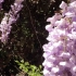 春日，紫藤花