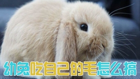 怎么拥有一只兔子 8691bbf4ab296ac809018f383a5fb286f189cfe3.jpg@280w_158h_1c_100q.jpg