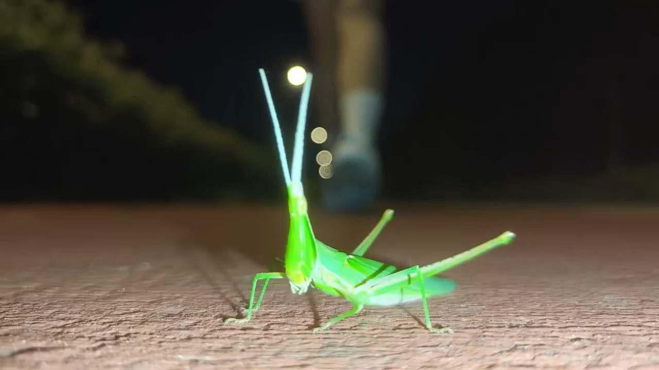 路上偶遇蚱蜢？是益虫还是害虫？