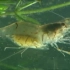 青虾养殖视频教程 青虾高产养殖技术 如何养殖青虾