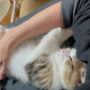 打瞌睡又不睡觉的小猫