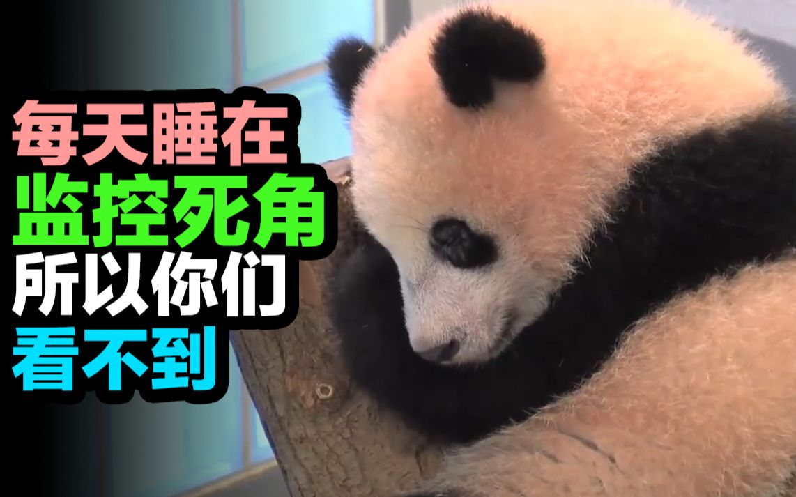 0125 日本东京上野 大熊猫pandaハンタ】