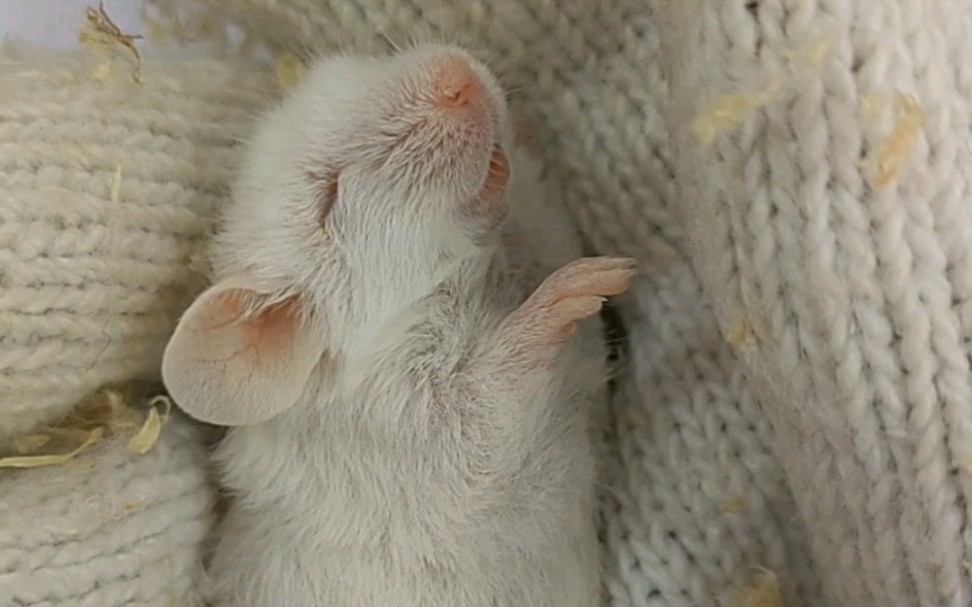 把实验室的小白鼠哄睡着了
