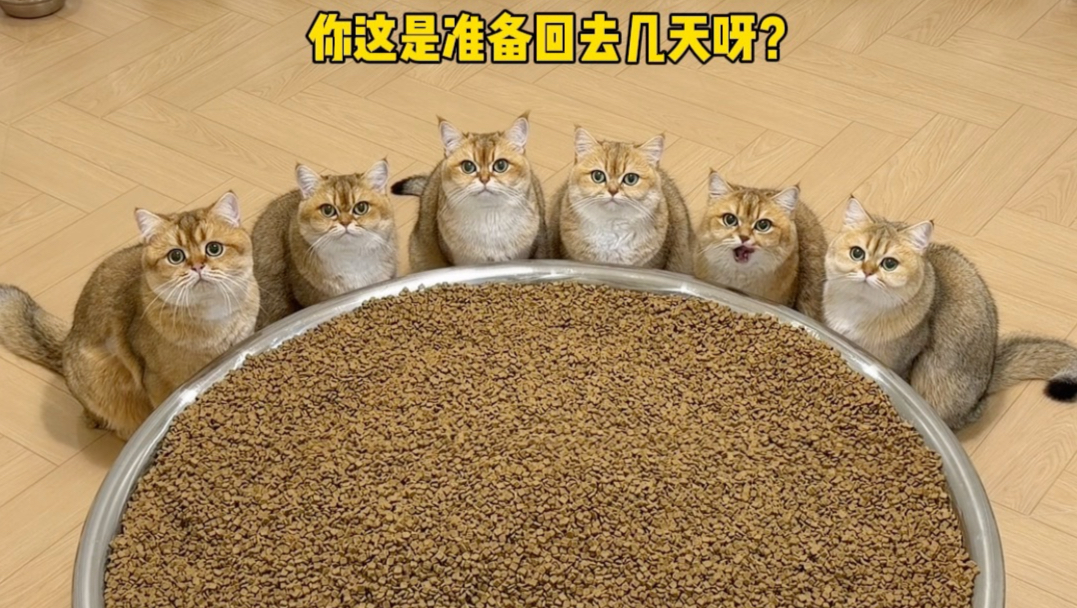 猫：不回来了吗？