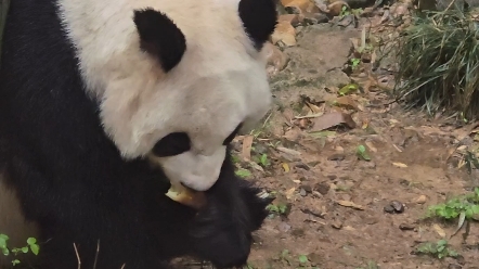 大熊猫华丽星安挖笋合集2