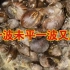 捕捉非洲大蜗牛时疑似被红火蚁咬了，有害入侵物种都该gun出中国！