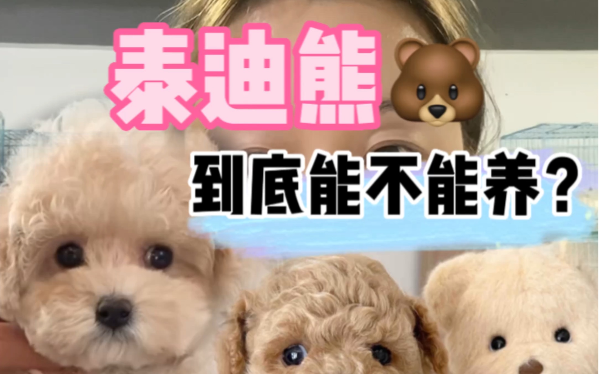 泰迪熊到底能不能养？