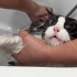 猫洗澡《纯享版》