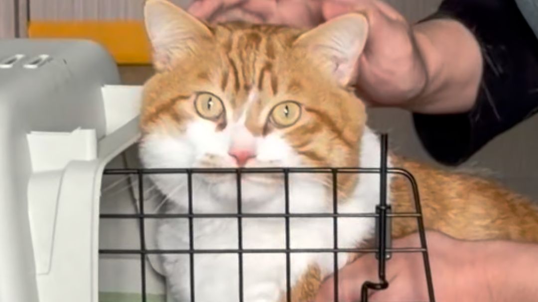 主人去世后，这只橘猫的状态......