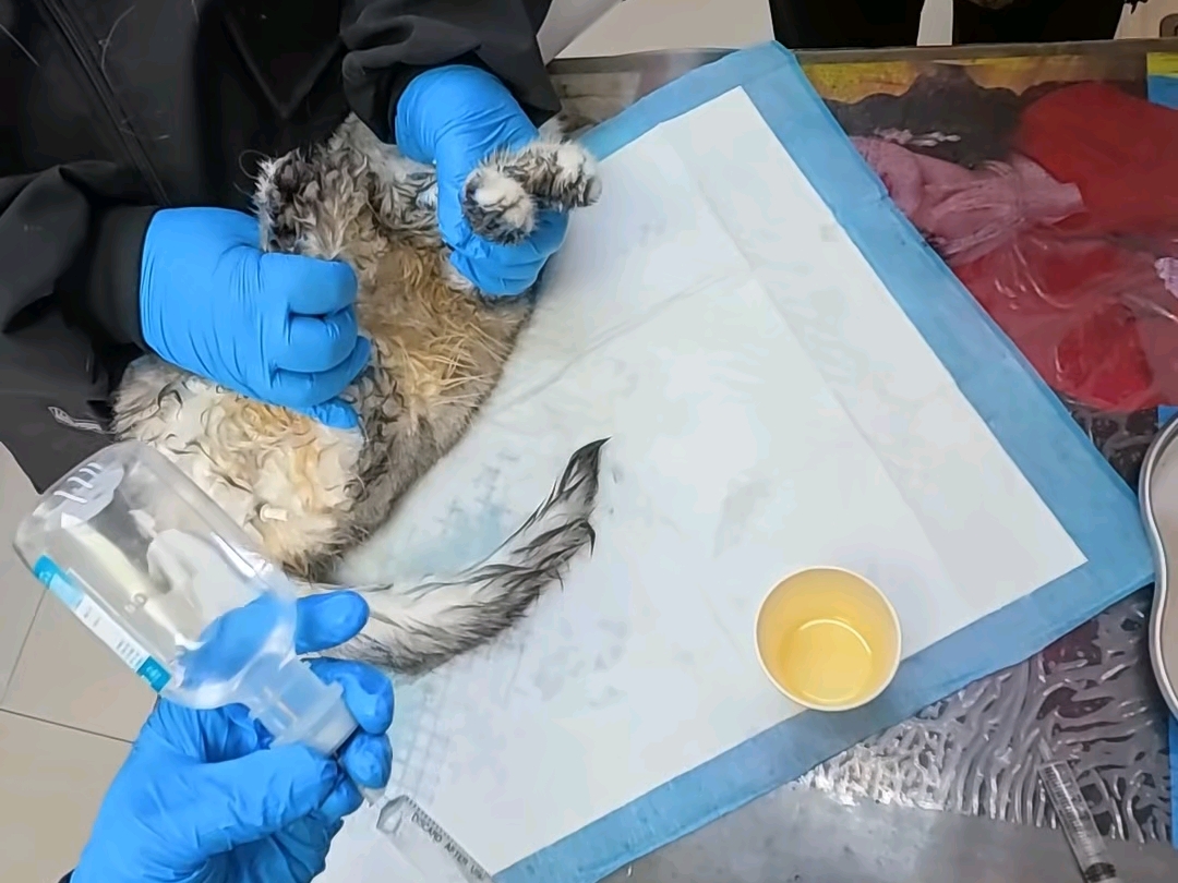 乡村兽医修猫修狗的一天