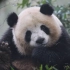 大熊猫梅兰肉肉到熊猫谷的第四个月