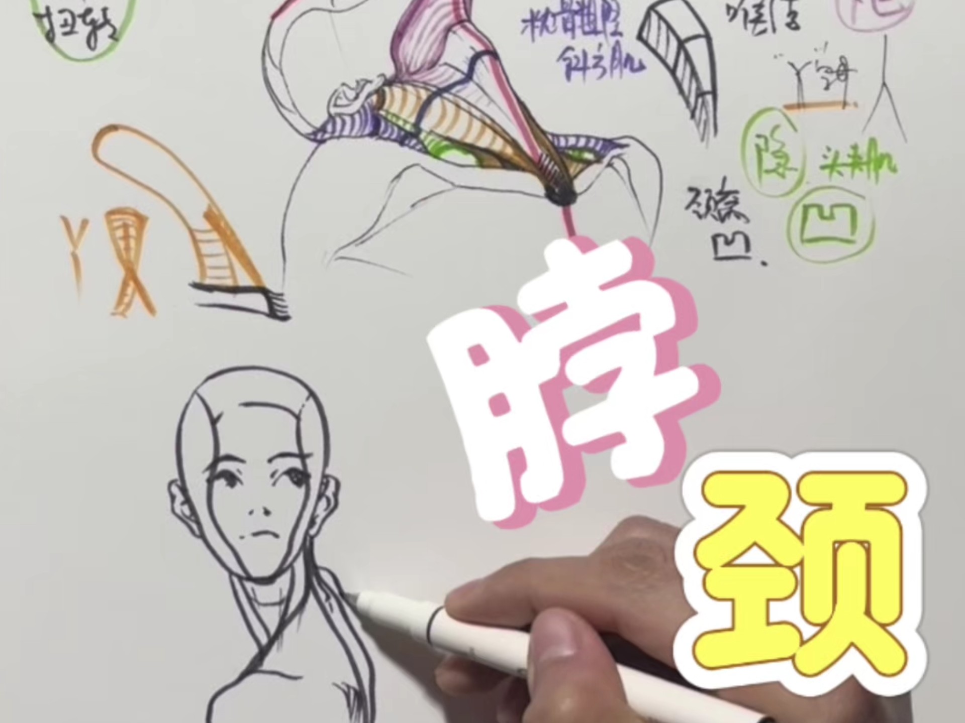 快来看脖子极限动态该咋画！