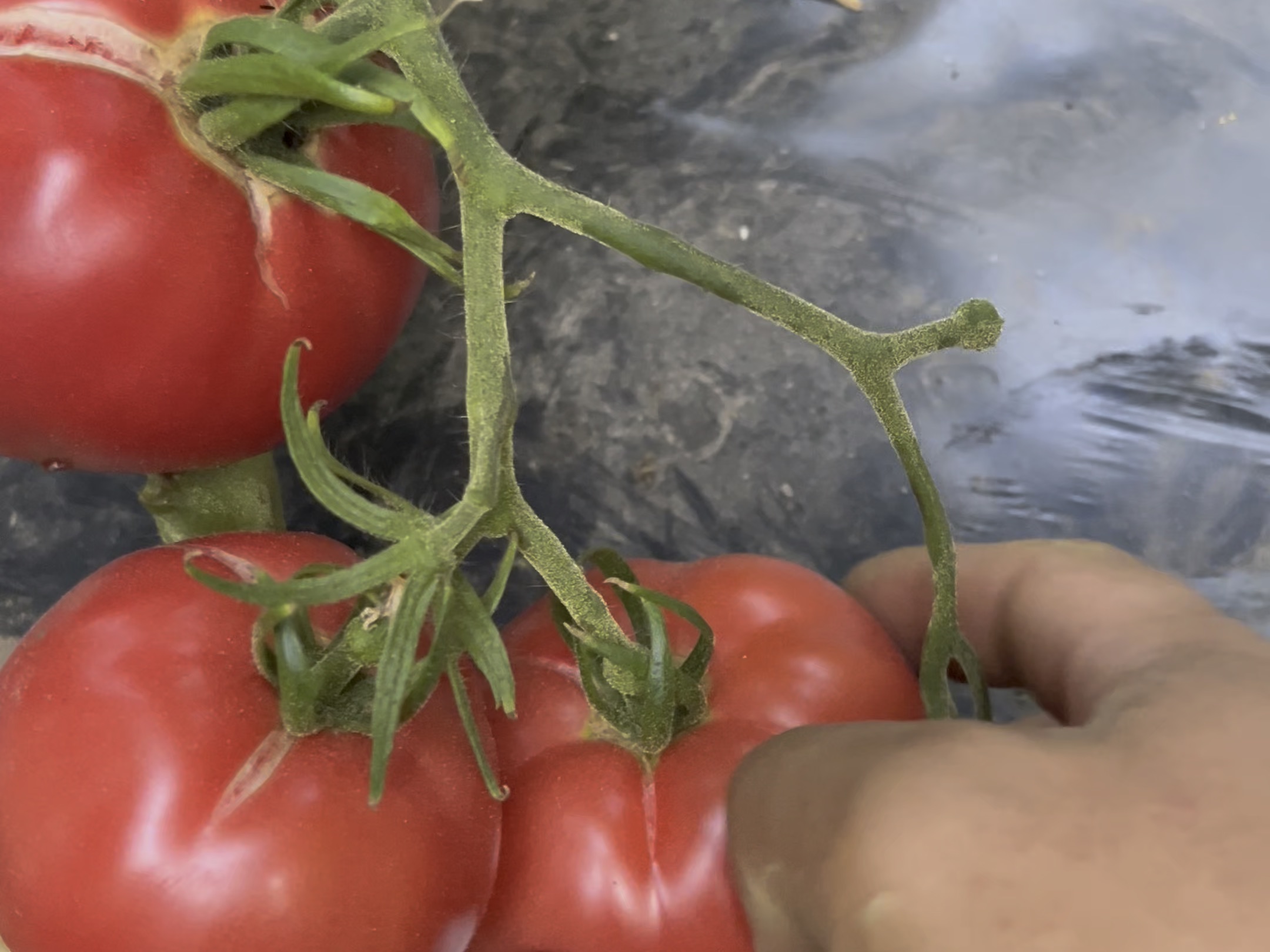 辽宁农科院90年代老番茄，吃出小时候味道沙瓤酸甜多汁