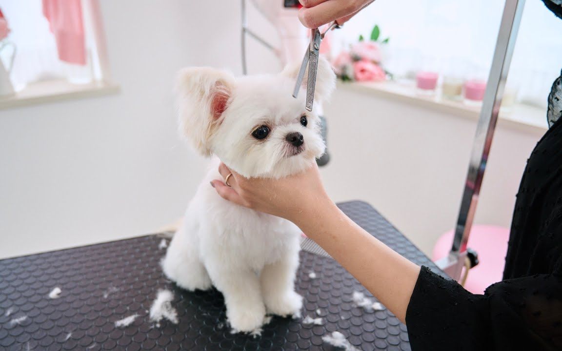 大耳朵修勾理发日：给棉花糖团子做美容，摇头晃脑超乖的