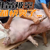 猪准备被宰，它发出痛苦的叫声，都快要哭了