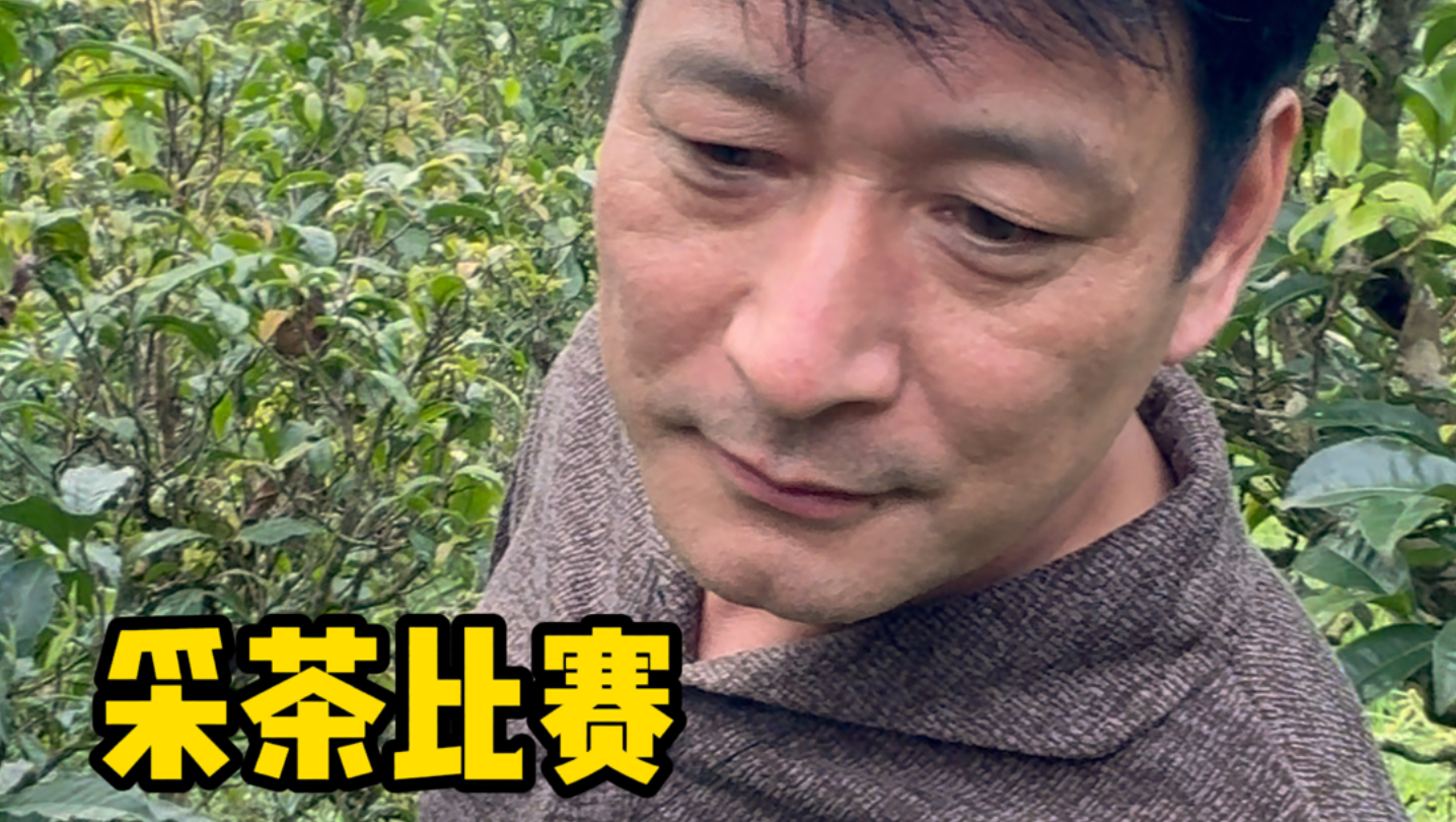 当我和高级评茶员老爸在沧澜北隅比赛采茶