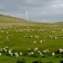 实拍美丽的呼伦贝尔大草原，牛羊成群