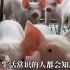 养猪的应该怎样判断：母猪是生产结束？判断母猪生产结束的方法