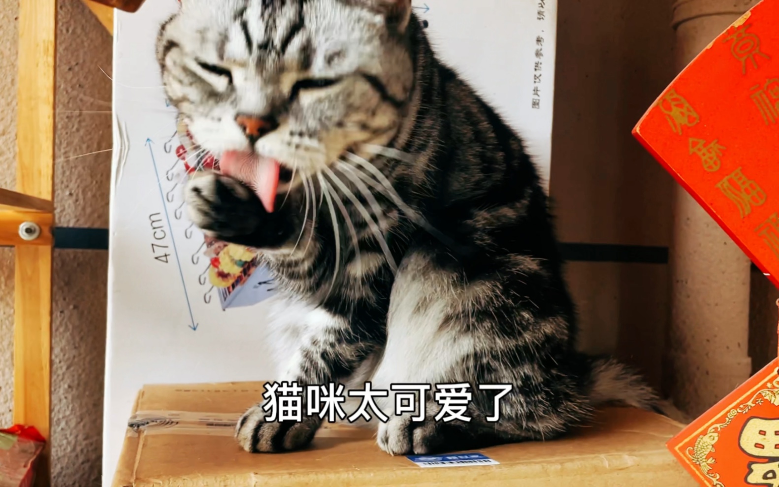 家有酷猫2:你见过猫自洁吗?第一次见猫二妹从头到脚自洁全过程.哔哩哔哩bilibili